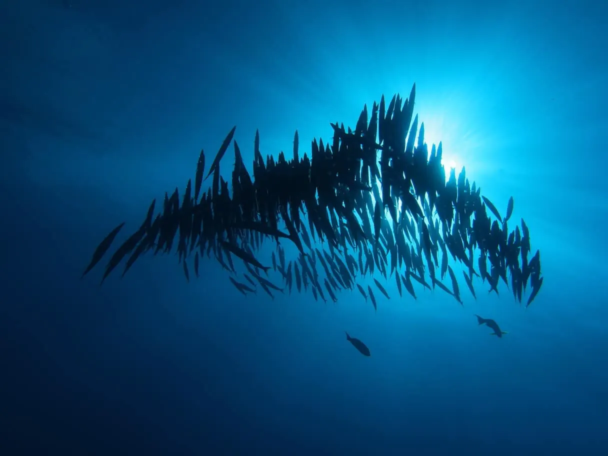 Banc de poissons en contre-jour sous la surface de l’océan