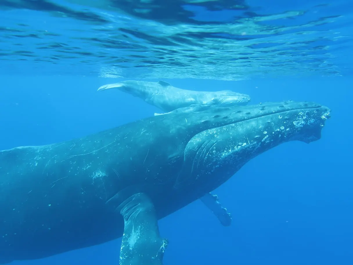 Baleine à bosse et son baleineau