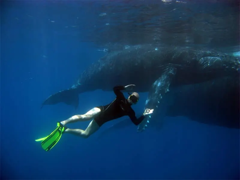 Nageuse aux côtés d’une baleine à bosse