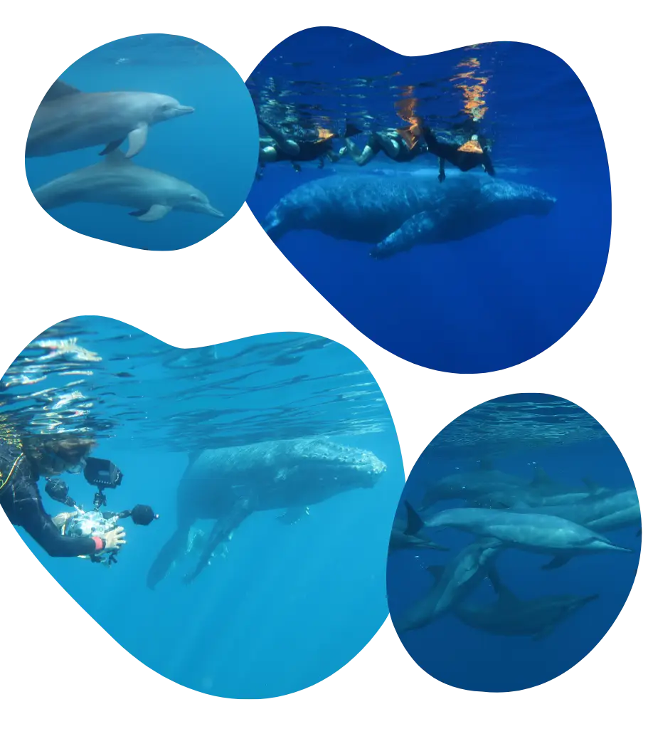 Photographies de cétacés du site Wulfy Diving