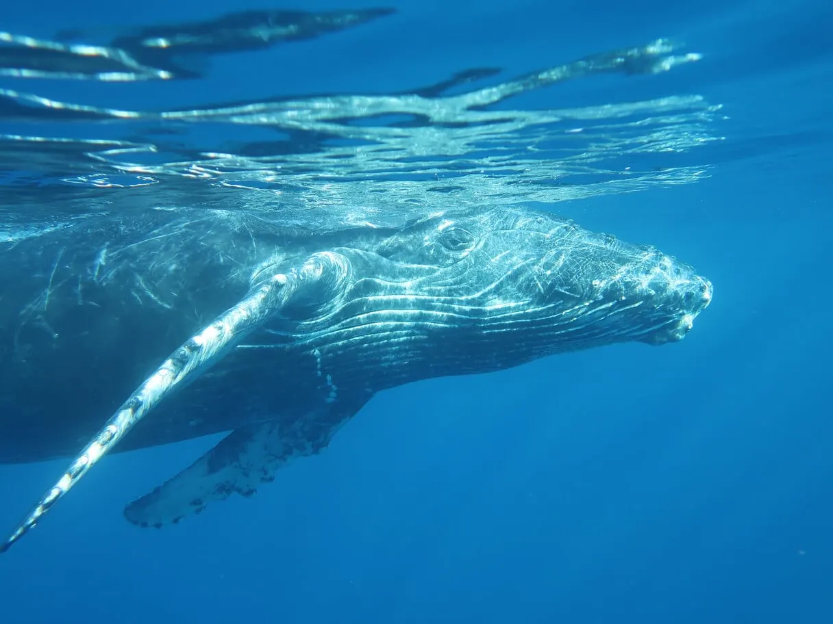 Baleine à bosse nageant juste sous la surface