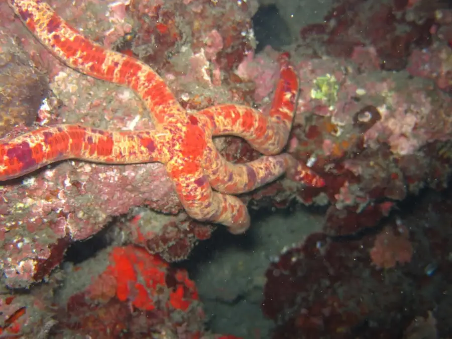 Étoile de mer rouge sur un récif