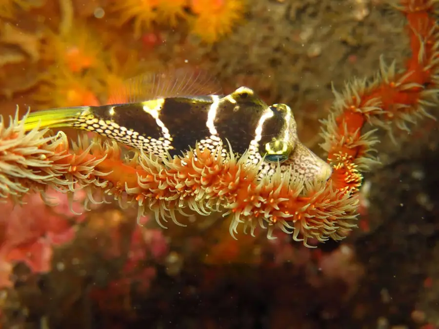 Poisson rayé caché dans un crinoïde orangé