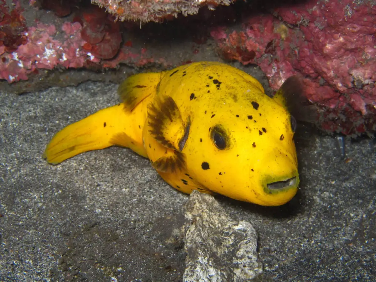 Poisson-ballon jaune posé sur le sable