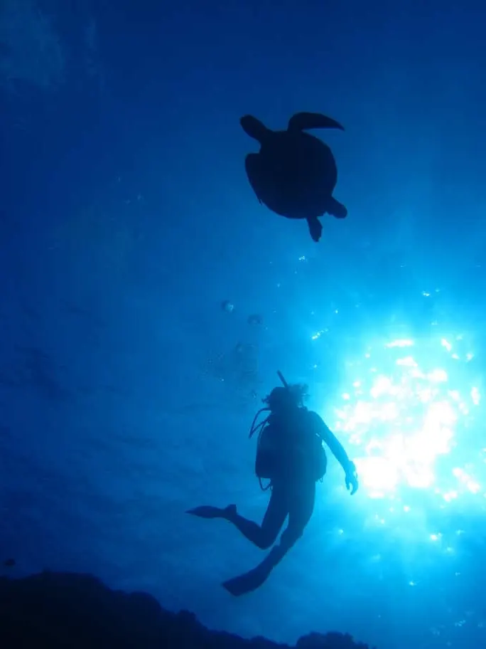 Plongeur et tortue marine en contre-jour sous la surface