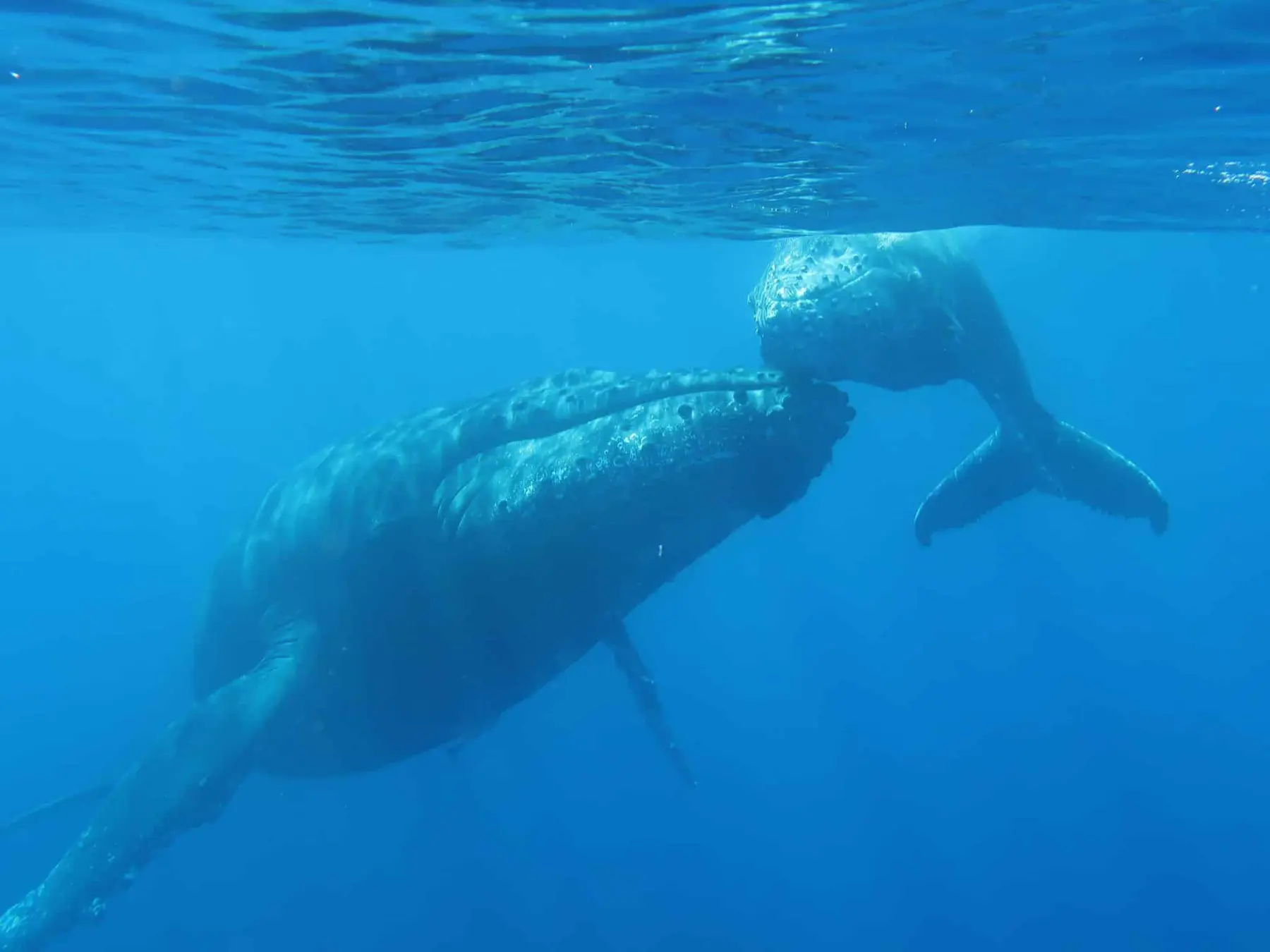 Baleine à bosse nageant sous la surface au large de La Réunion