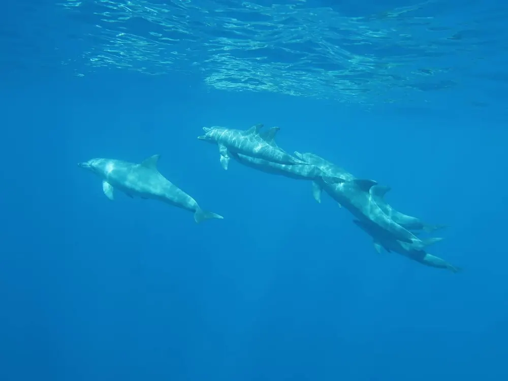 Groupe de dauphins nageant sous la surface