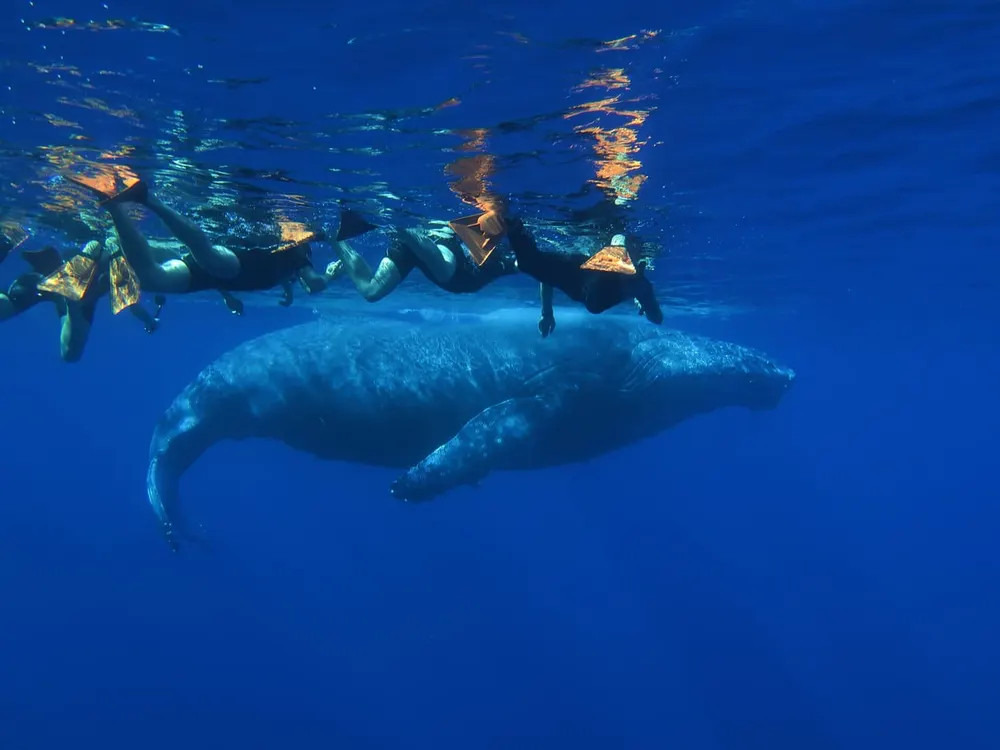 Nageurs en surface au-dessus d’une baleine à bosse