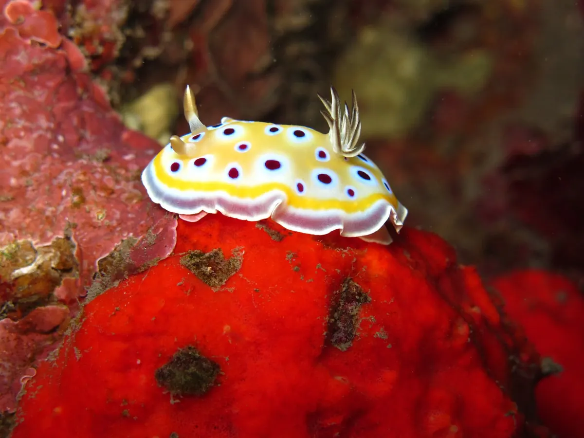 Nudibranche jaune et blanc sur une éponge rouge au cap La Houssaye