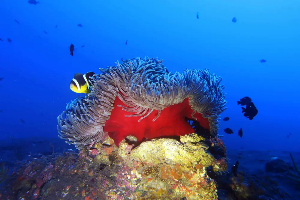 Anémone rouge et poisson-clown à la Vallée des mérous