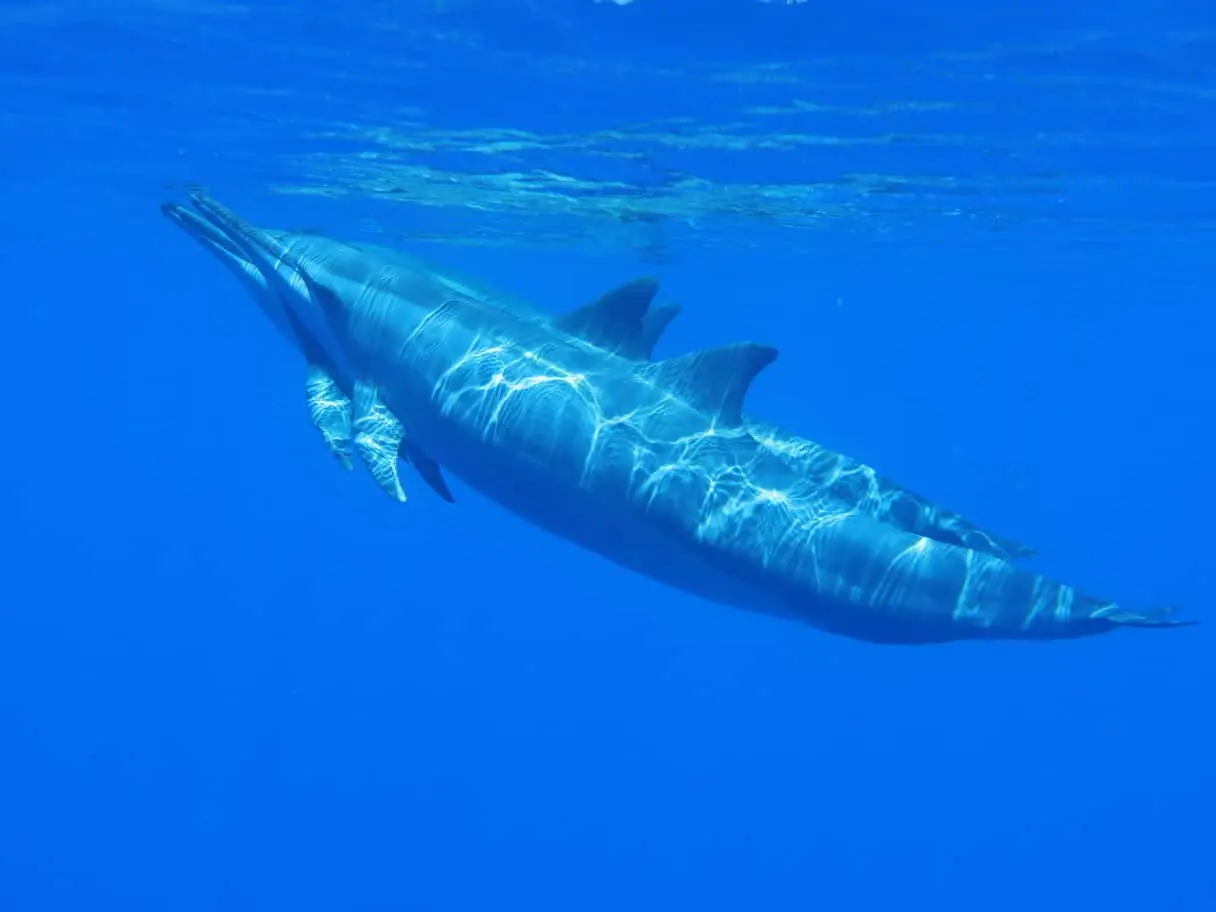 Dauphin nageant sous la surface au large de La Réunion