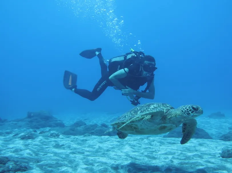 Plongeur suivant une tortue marine au-dessus du sable