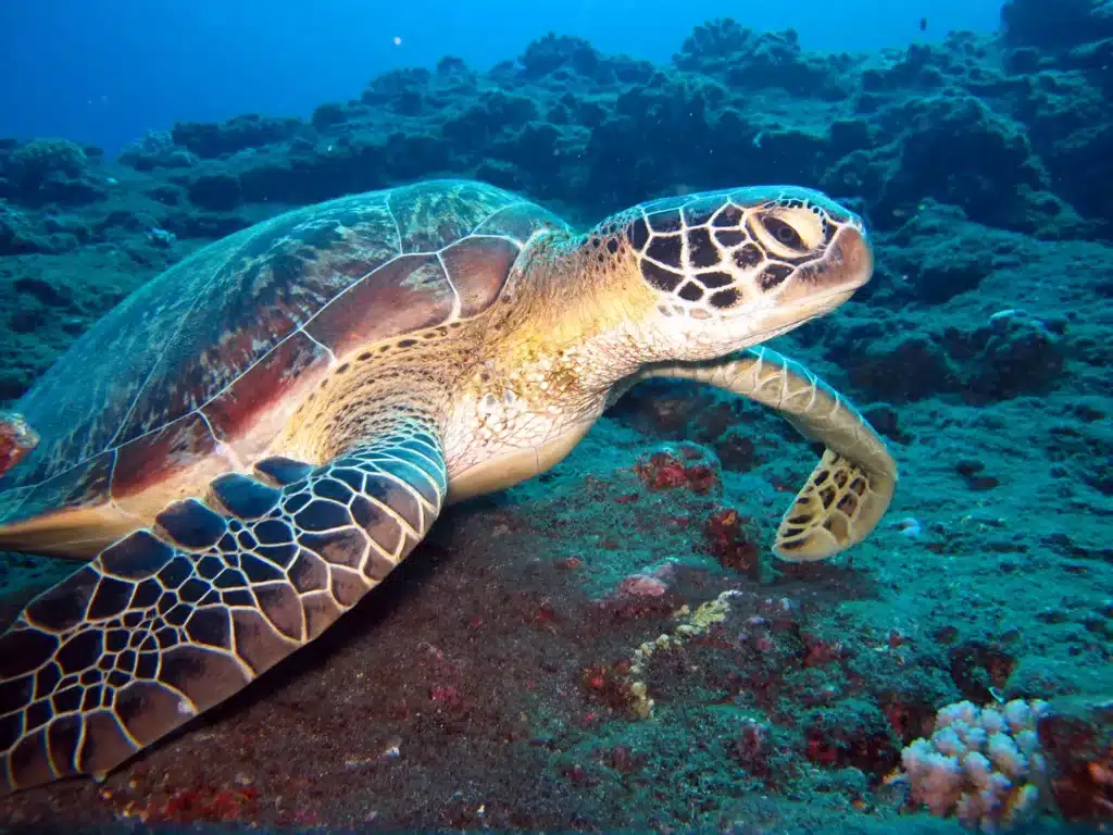 Tortue marine au-dessus du récif